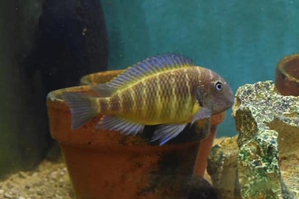 Tropheus moorii 'Taala (Lusembwa) Point'